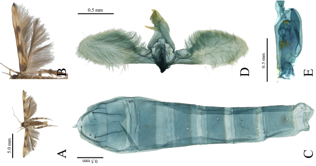 Melecta chinensis 논문 이미지