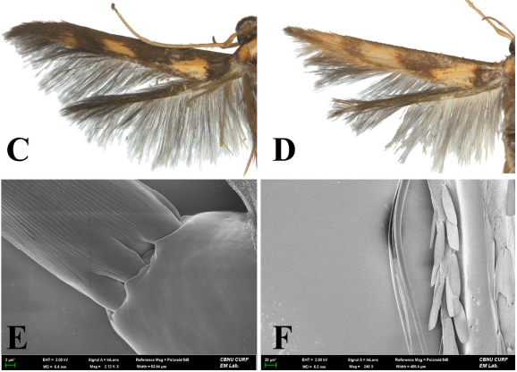 Melecta chinensis 논문 이미지