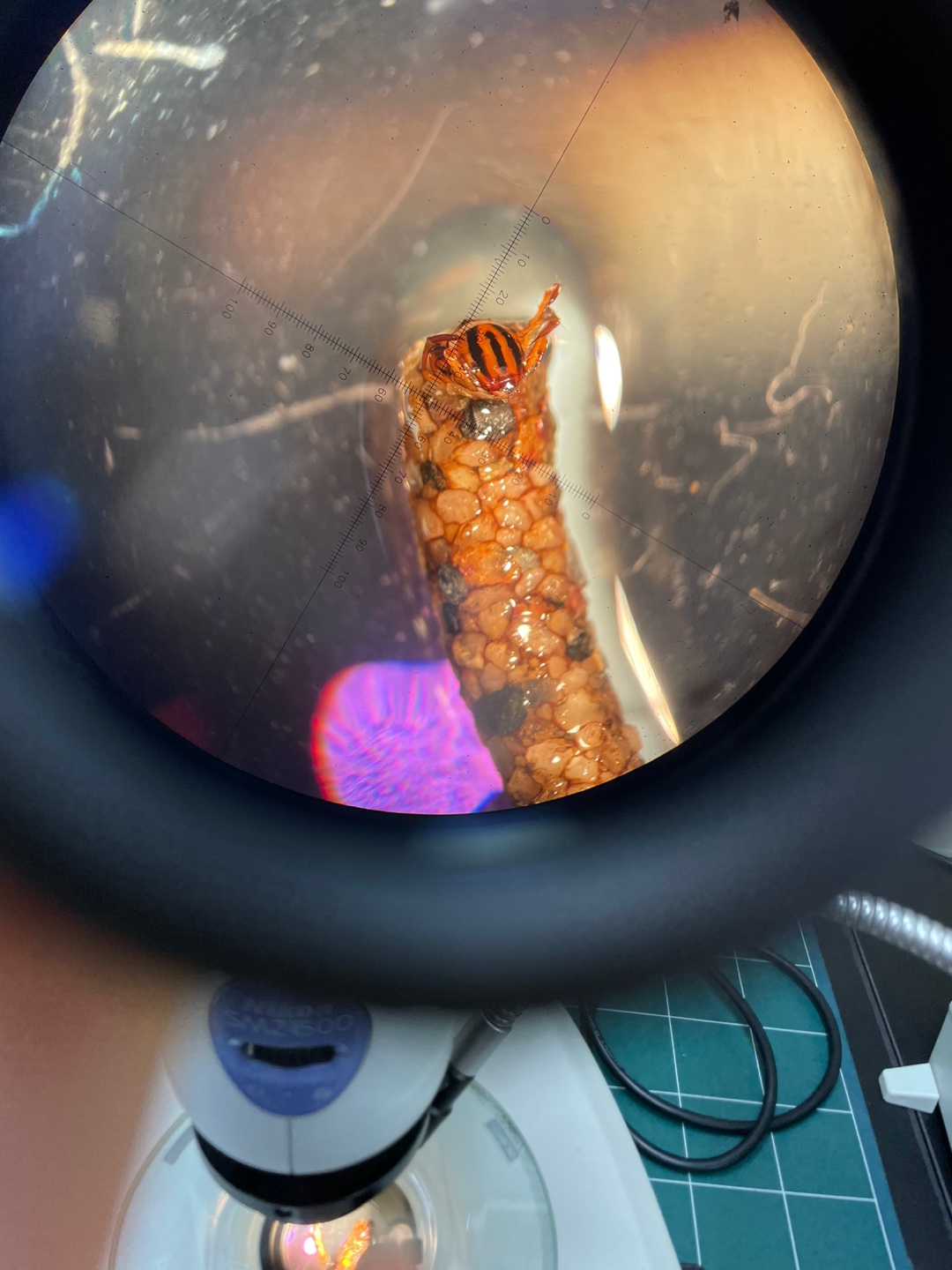 B1