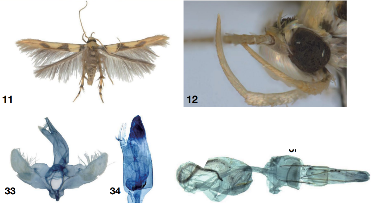 Melecta chinensis 논문 이미지
